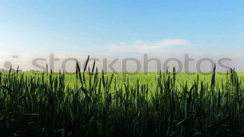 Similar – Image, Stock Photo wheat wind Wheat Field