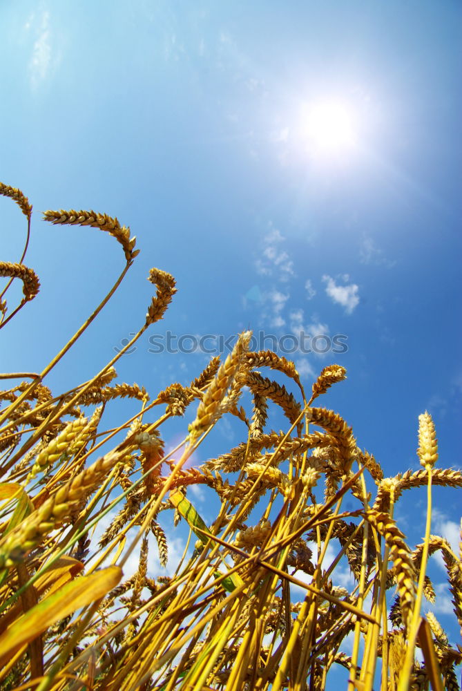 Similar – sommerschlussverkauf