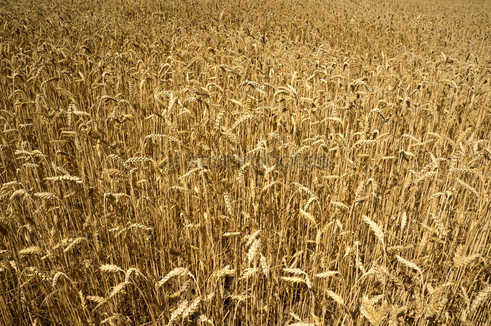 Similar – Ökoweizen Weizen Sommer