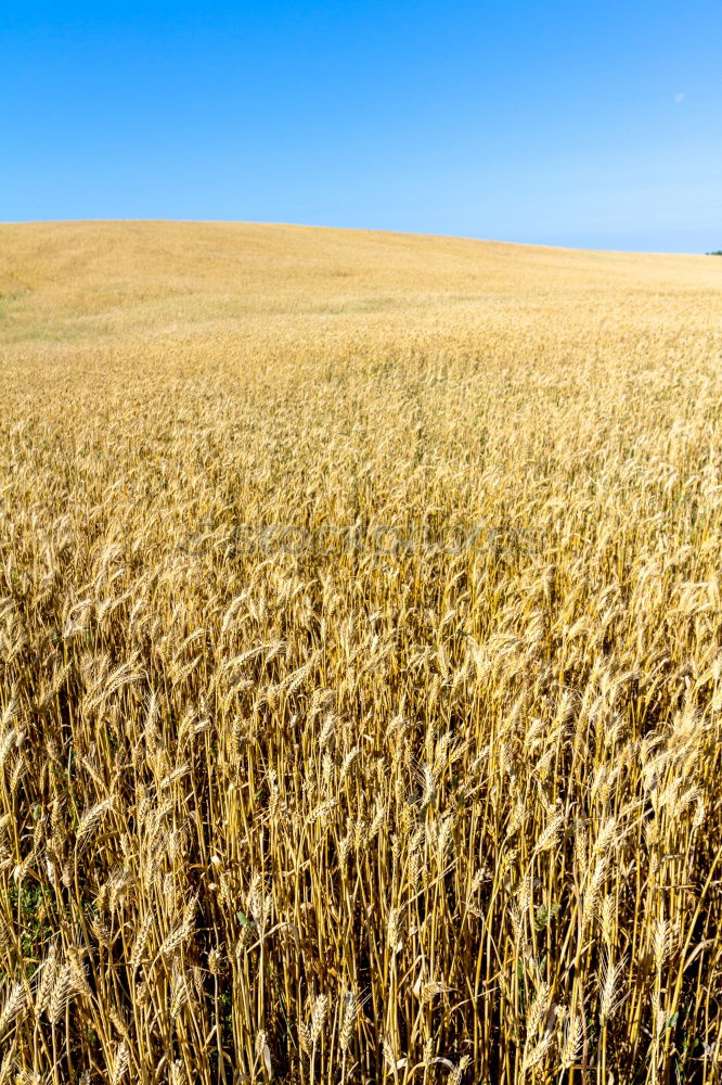 Similar – Foto Bild Weites Kornfeld himmelblau