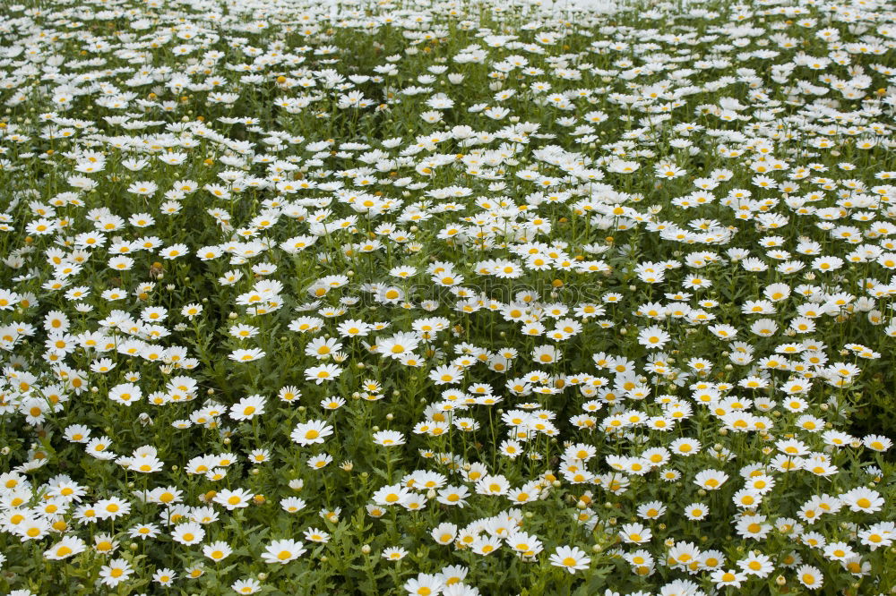 Similar – Flowers in front of and behind the fence