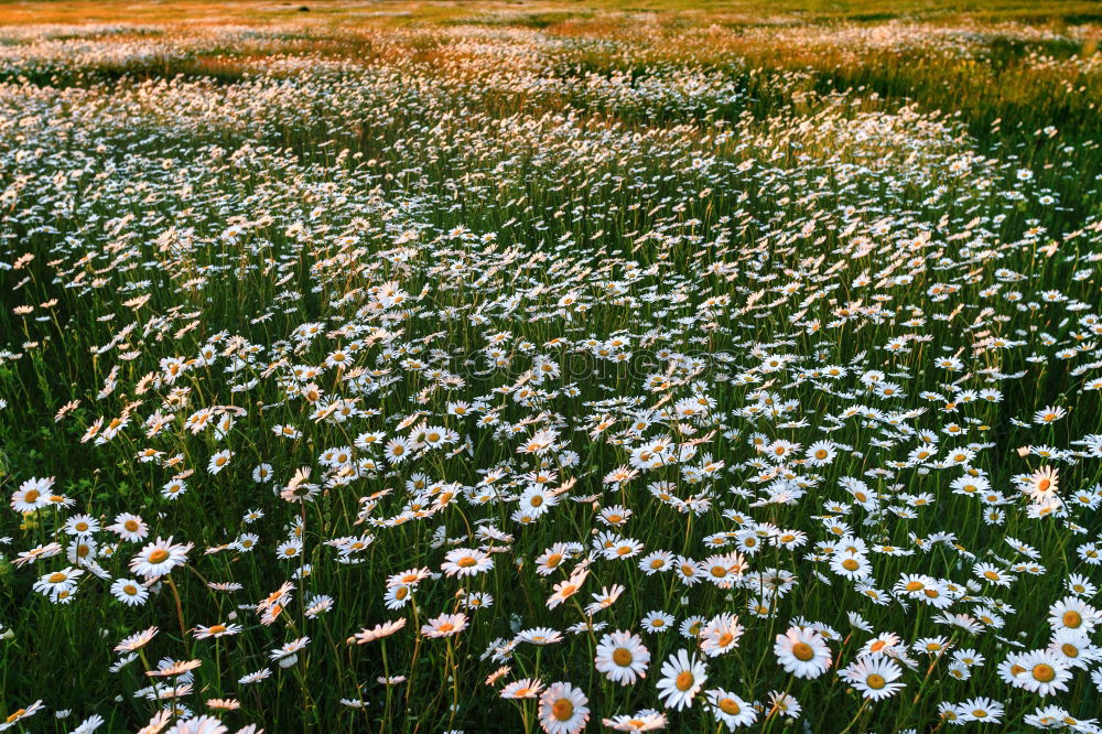 im gras liegen Wiese Gras