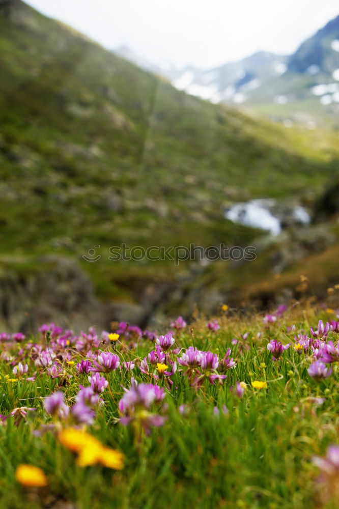 Similar – little flowers Environment