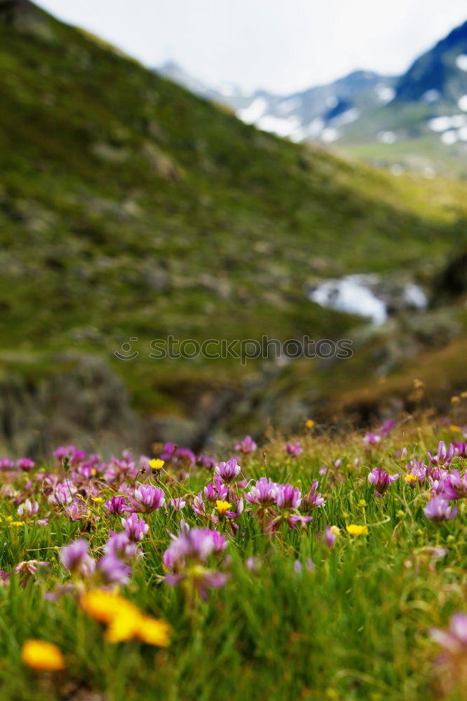 Similar – little flowers Environment