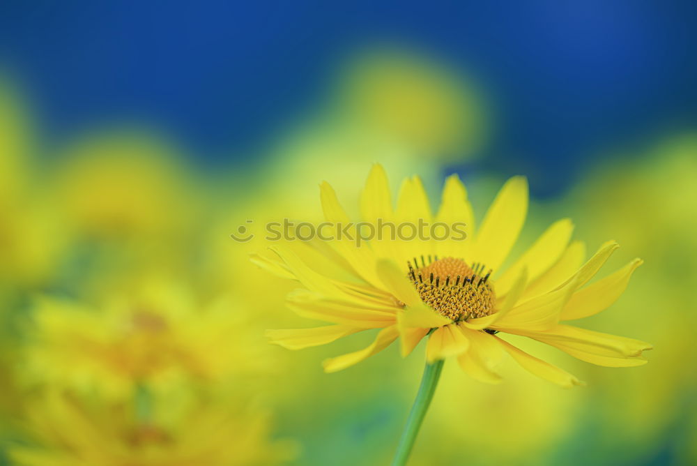 Similar – Image, Stock Photo awesome sunflower III