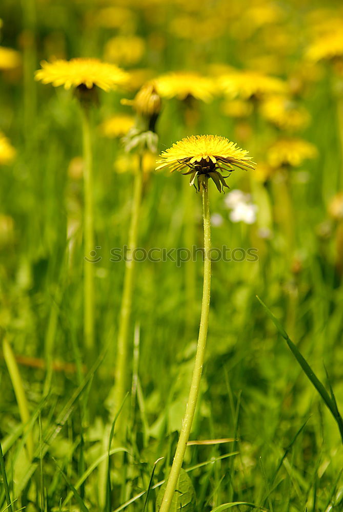 Similar – Image, Stock Photo summer feeling