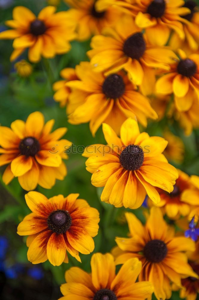 Similar – Image, Stock Photo more flowery Flower Yellow