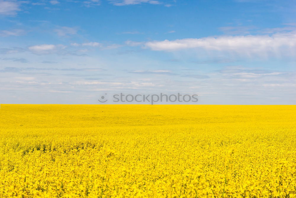 Yellow Sea Grain