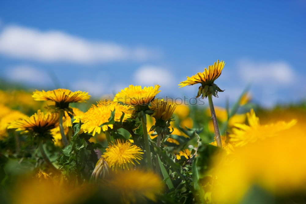 Similar – Foto Bild das Leben ist schön Wiese