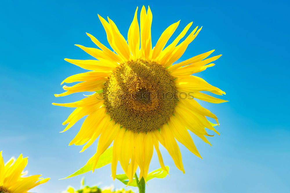 Similar – sommer Sonnenblume grün