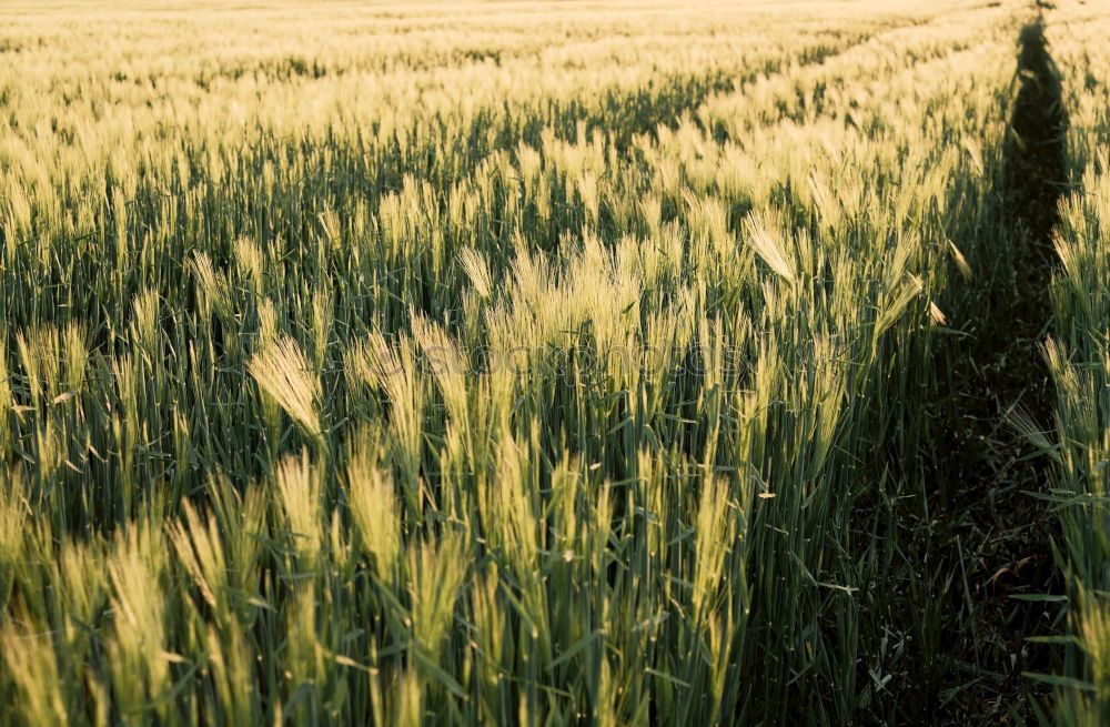 Similar – Image, Stock Photo a bed in the cornfield