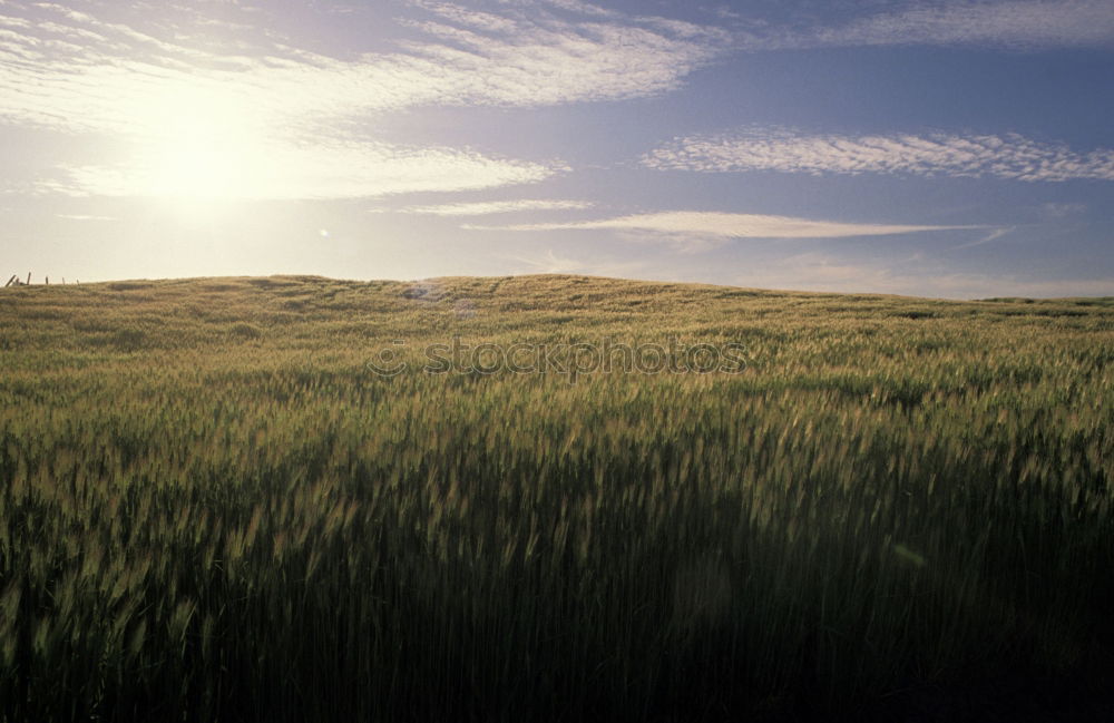 Similar – harvest maturity Grain