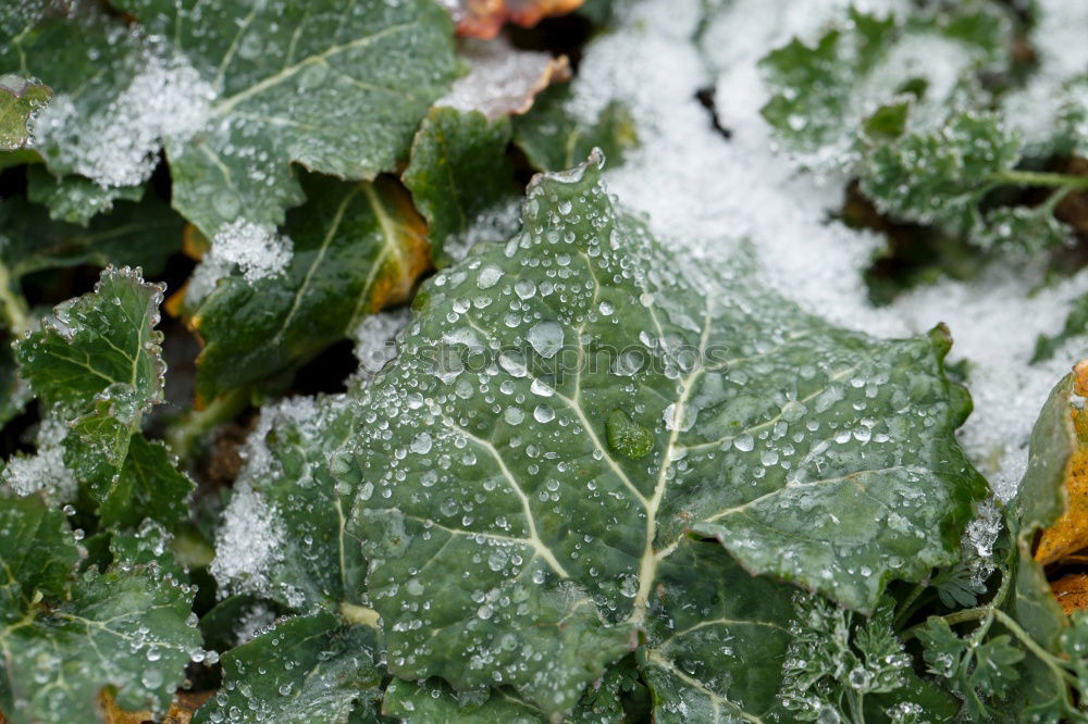 Similar – Image, Stock Photo Brrrr, it’s getting cold