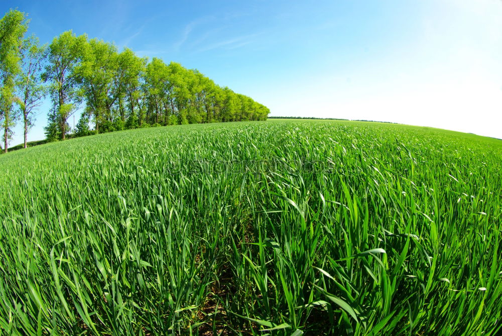 Similar – Foto Bild Grasblick Wiese grün Ferne