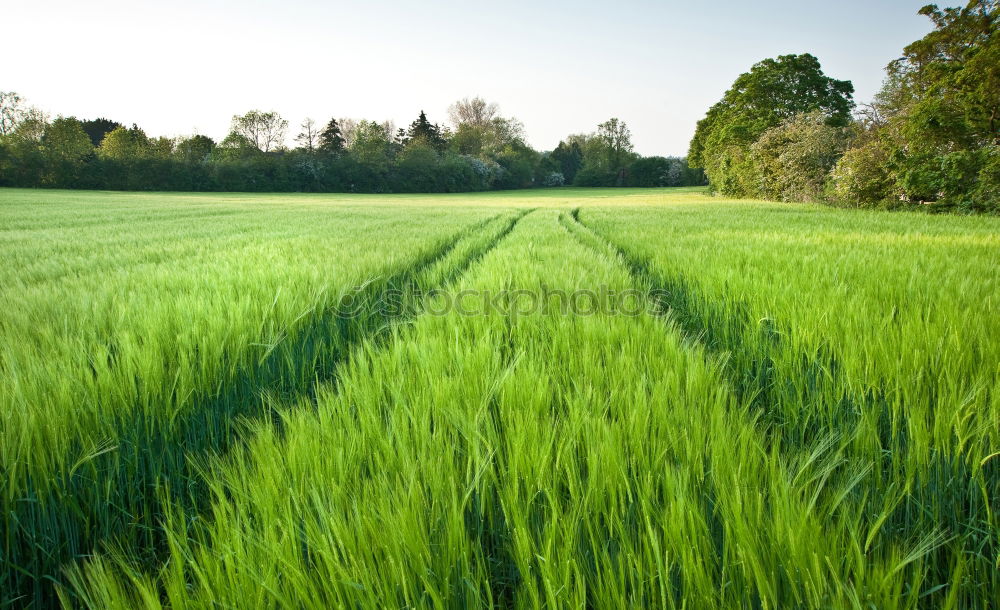 Similar – Foto Bild Im Grünen Getreide