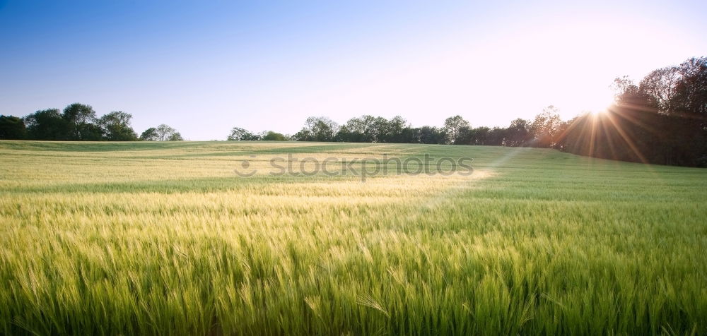 Similar – ll llll Plant Bushes Field