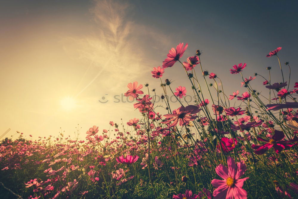 Similar – Image, Stock Photo Autumn garden with colorful flowers and shrubs