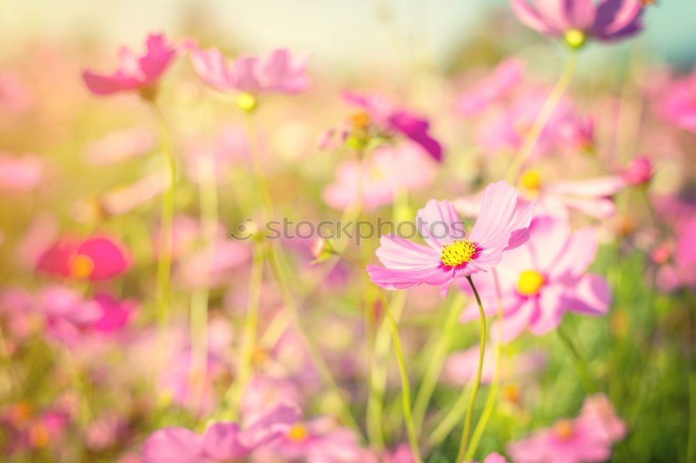 Similar – Image, Stock Photo SpringMagic Design