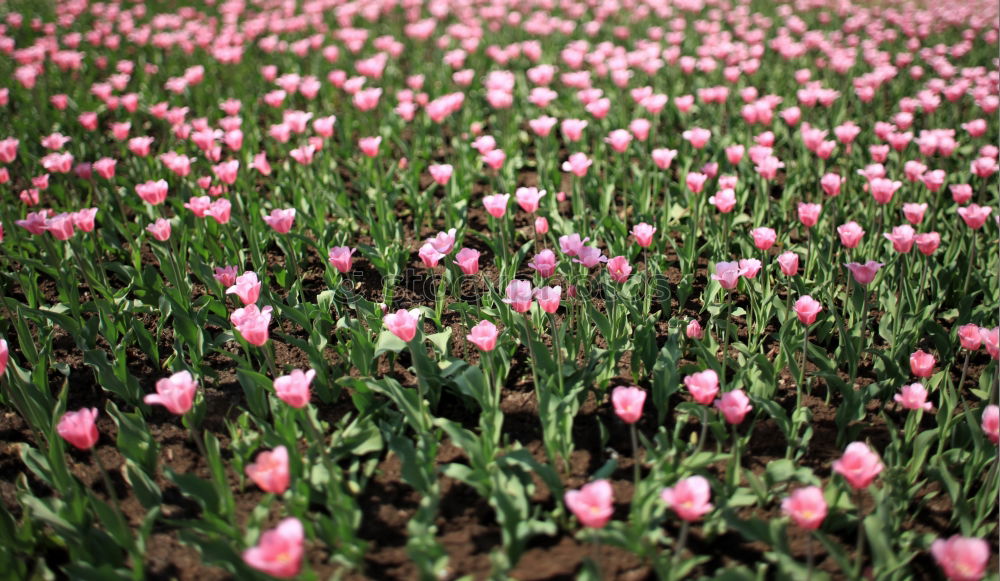 Similar – Image, Stock Photo poppy field Poppy Field