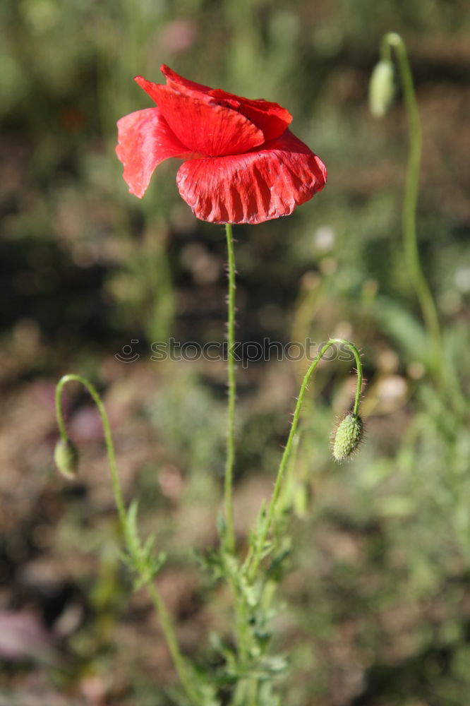 Similar – Moooooohn Mohn Klatschmohn