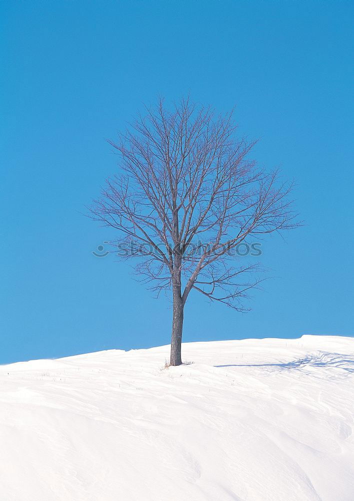 Similar – weiß/blau Baum Schnee