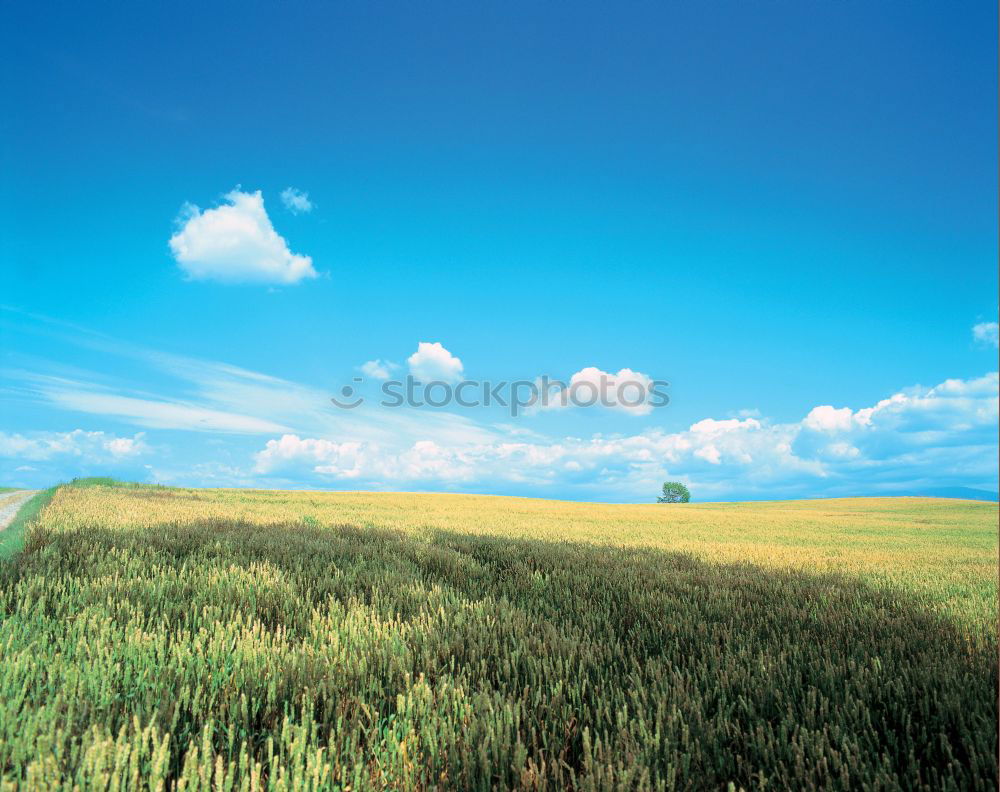 Similar – Image, Stock Photo summer landscape