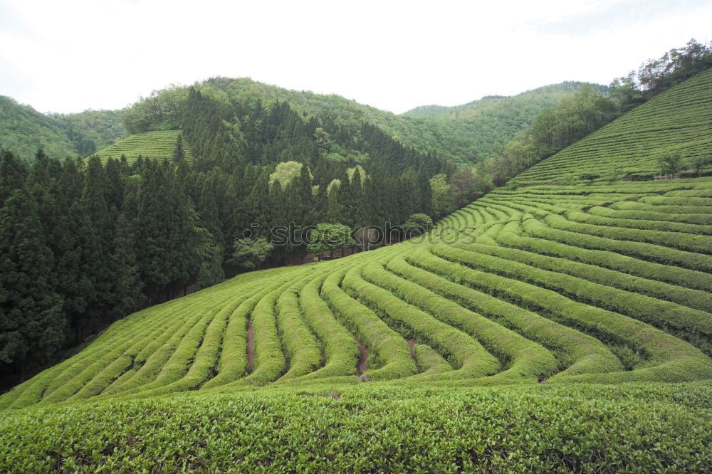 Similar – Image, Stock Photo How about tea?