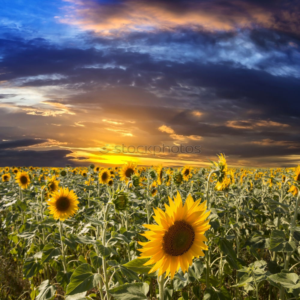 Similar – Sundown in the sunflower field