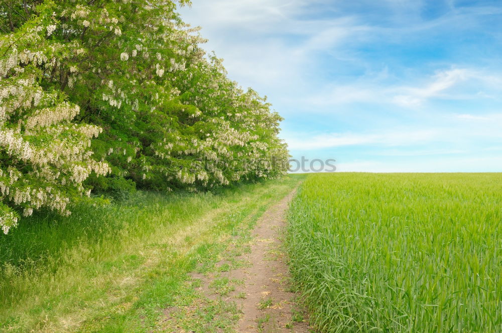 Similar – ll llll Plant Bushes Field