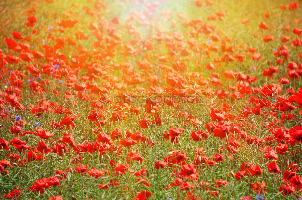 Similar – Image, Stock Photo Poppy gossip in spring