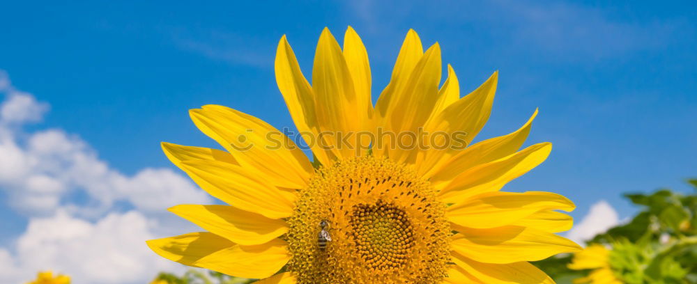 Similar – Image, Stock Photo bask in the sun…