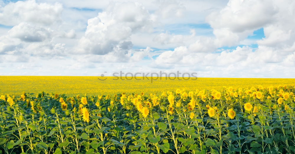 Similar – Image, Stock Photo Sunflower field IV Clouds