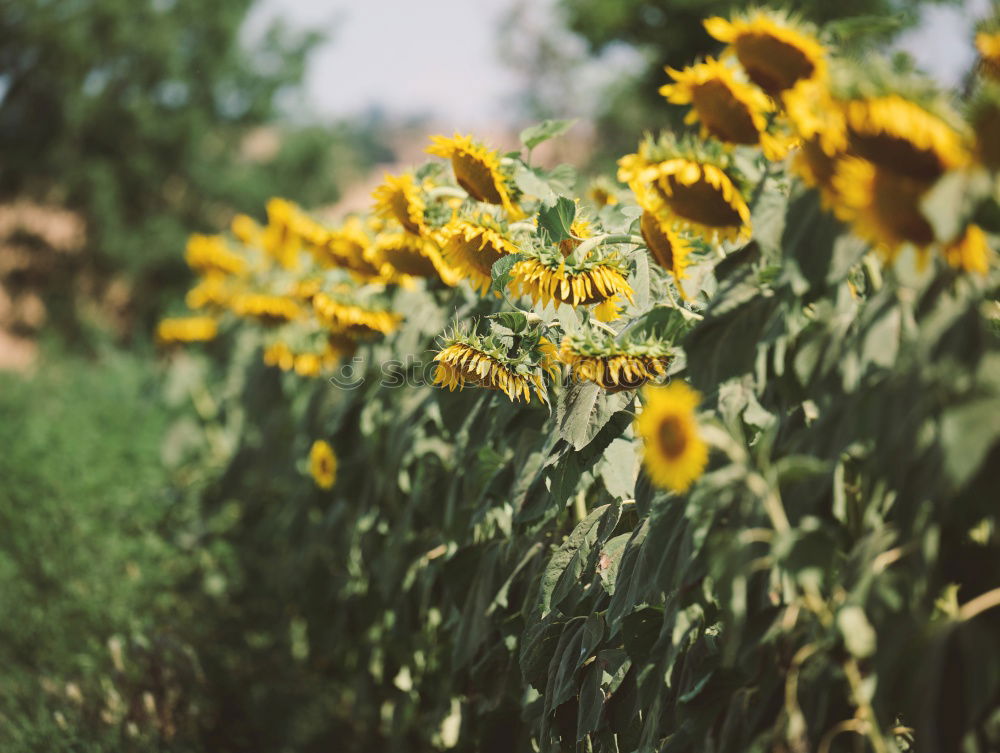 Similar – Image, Stock Photo cheerful to cloudy