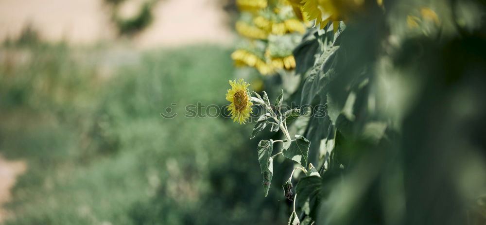 Similar – Free community, cabbage white butterfly caterpillars eat cabbage leaves