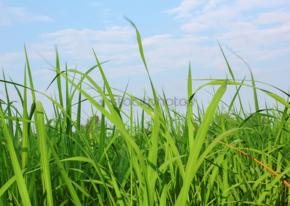 Similar – Maize top field over the Weimarer Land