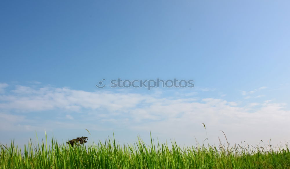 Similar – Grass whispering II Green