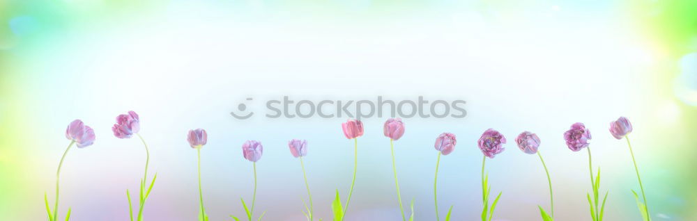 Image, Stock Photo pastel Harmonious