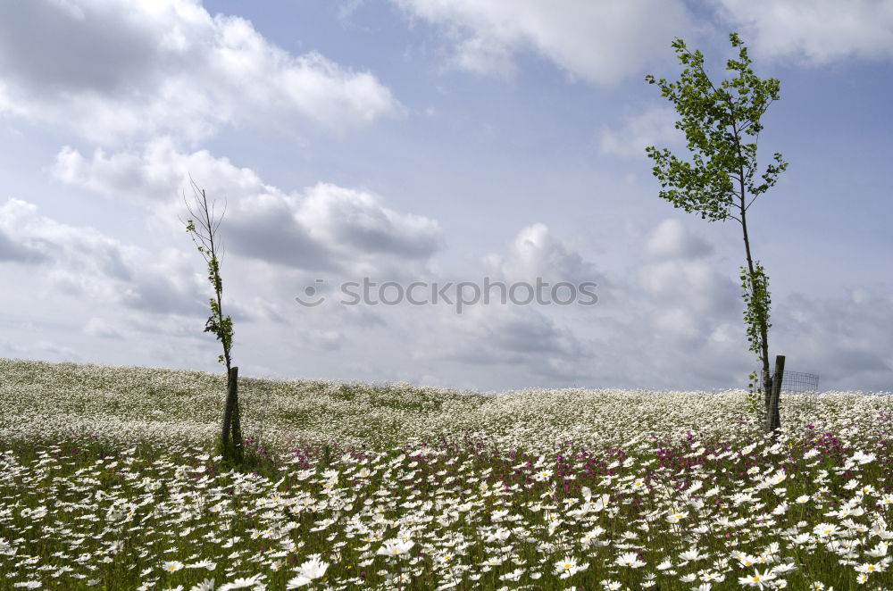 Similar – blumenwiese Blume