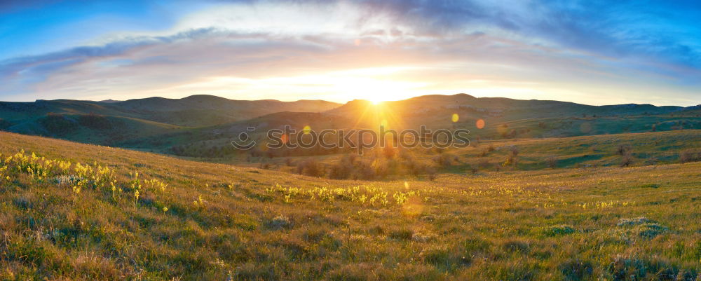 Panorama- field with flowers and dramatic sky