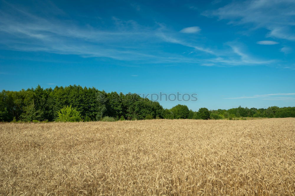 Similar – Agro Natur Himmel Wolken