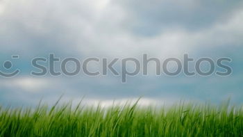 Similar – Image, Stock Photo frost Winter Nature Plant