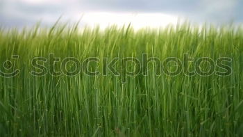 Similar – Maize top field over the Weimarer Land