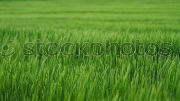 Similar – Image, Stock Photo weedkiller Paddy field