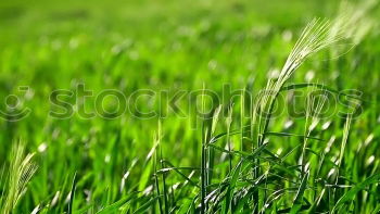 Similar – grass Meadow Grass Green