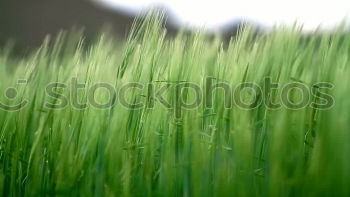 Similar – pond romance Common Reed