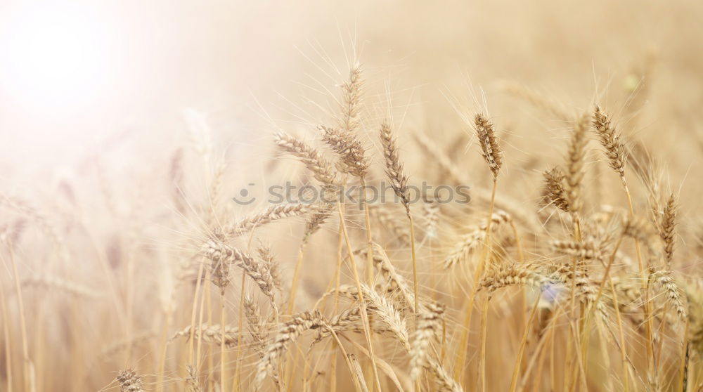 Similar – wheat field Grain Summer