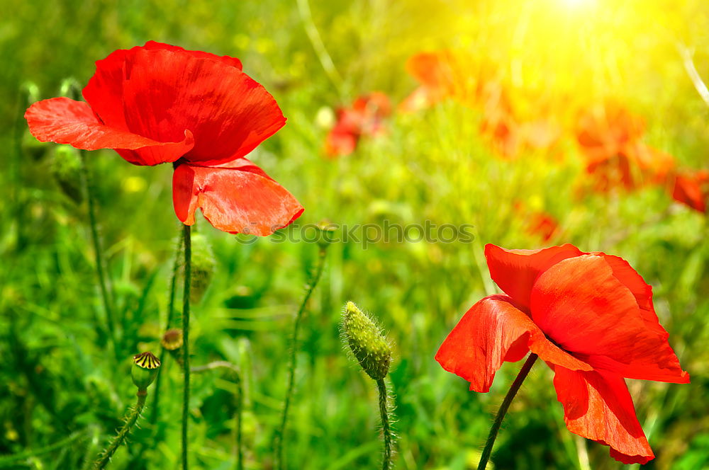 Similar – Image, Stock Photo poppy Poppy Meadow Flower