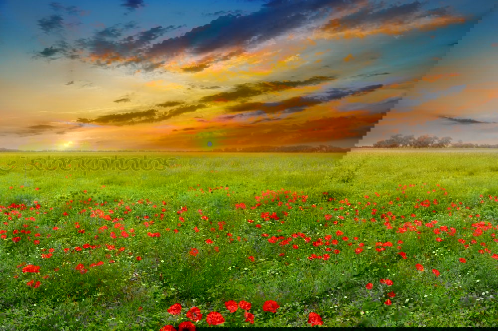 Similar – Image, Stock Photo early moHrgeS Nature Plant