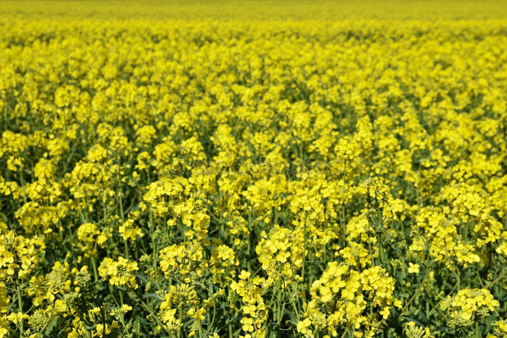 Similar – Image, Stock Photo submerged Canola Yellow