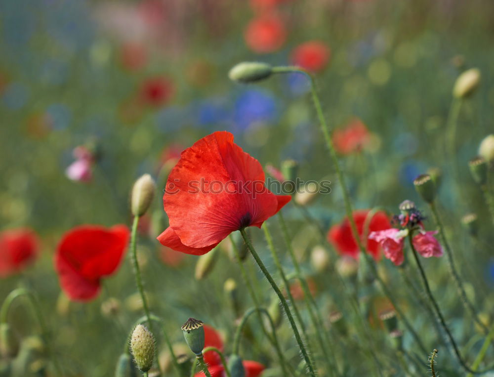 Similar – Image, Stock Photo John McCrae: In Flanders Fields (1915)